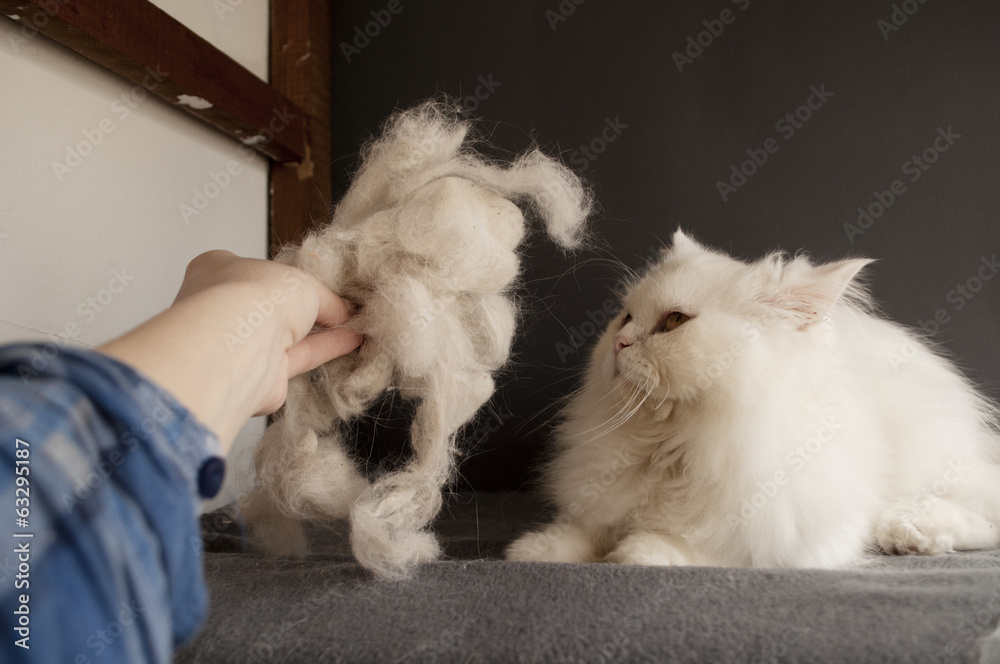 Cat and cat hair