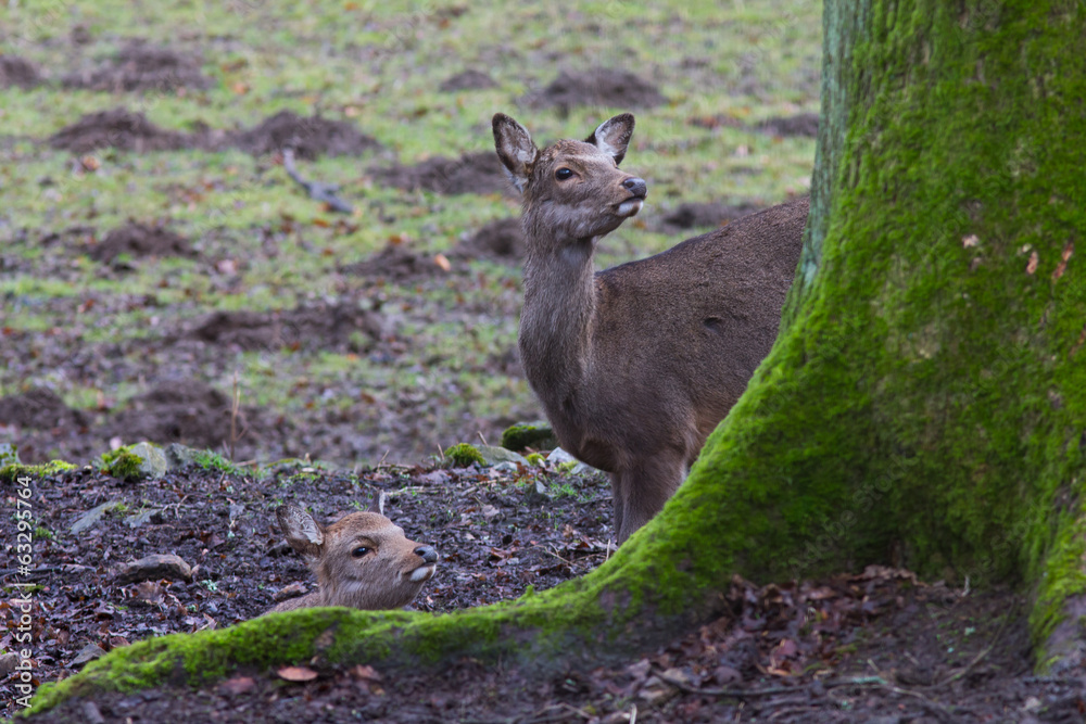Sikahirsch ( Cervus nippon ) Sikahirsch ( Cervus nippon )