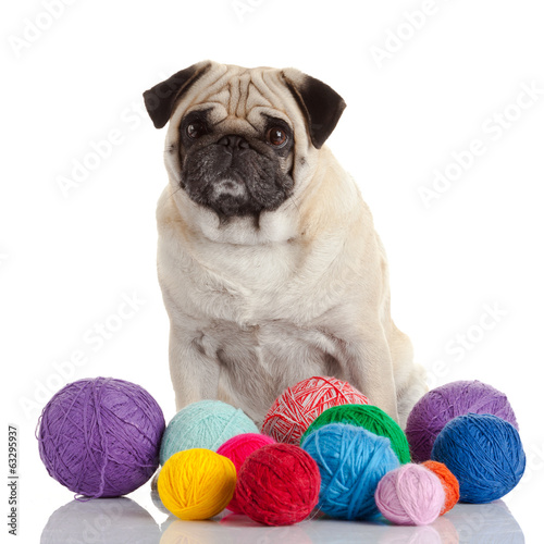 pug dog isolated on a white background photo