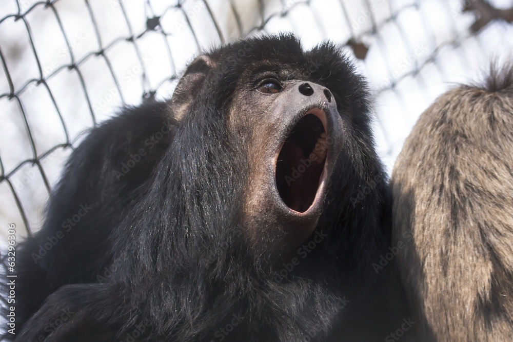 Φωτογραφία Male black howler monkey (Alouatta caraya) is howling