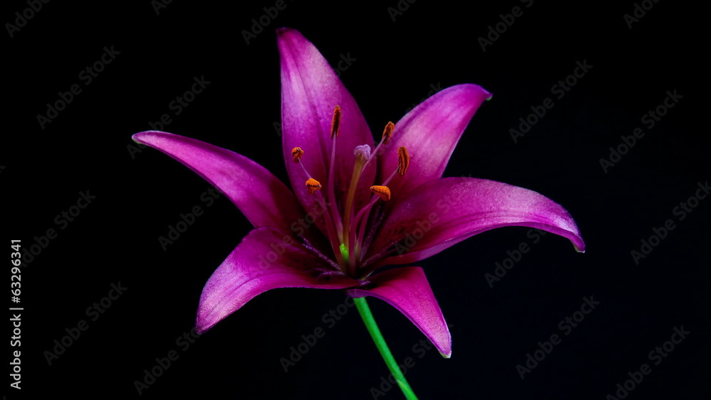 Purple lily blooming timelapse