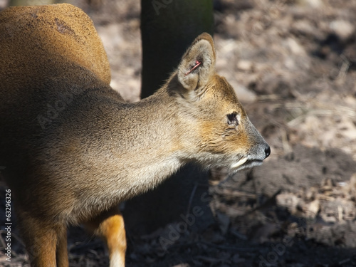 Chinese water deer (Hydropotes inermis inermis)