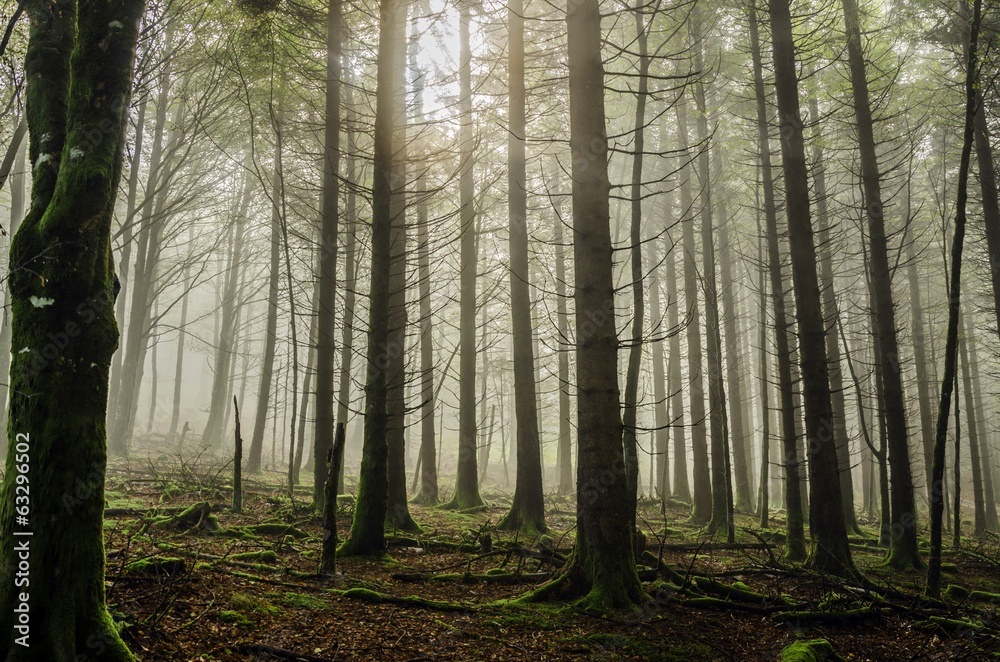 Mystic forest Mystic forest