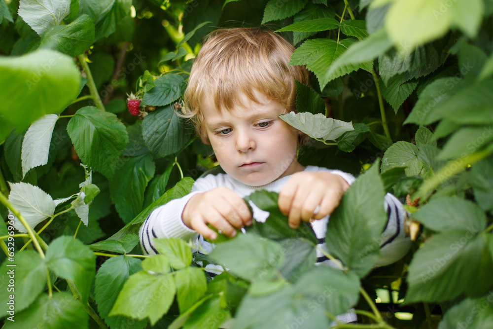 Happy little toddler boy on pick a berry farm picking strawberri Happy little toddler boy on pick a berry farm picking strawberri