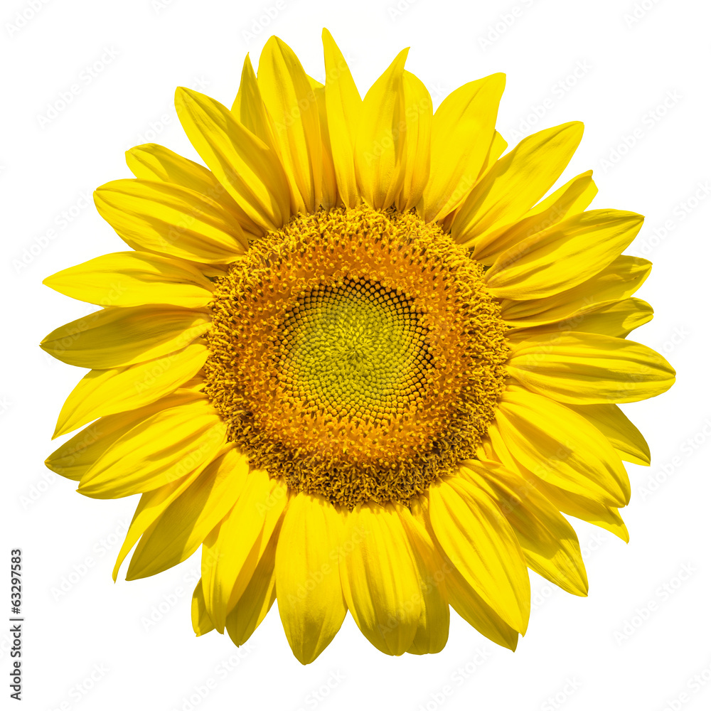 Obraz premium Sonnenblume vor weissem Hintergrund