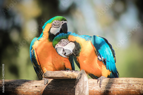 Birds in love photo