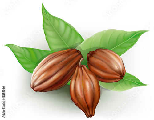 cacao fruits