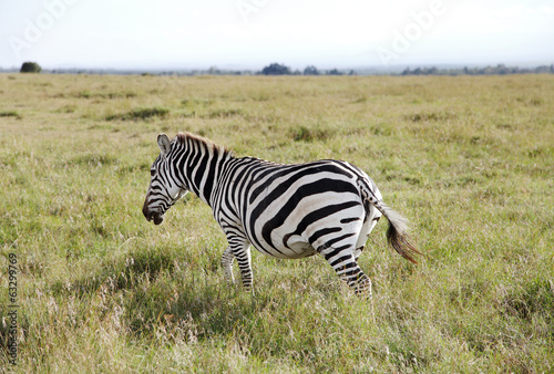 A beautiful zebra in the Ol Pejeta Conservancy