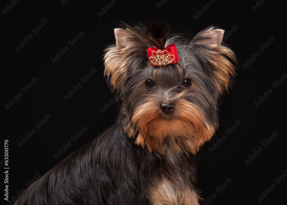 Naklejka premium yorkie puppy on table with wooden texture