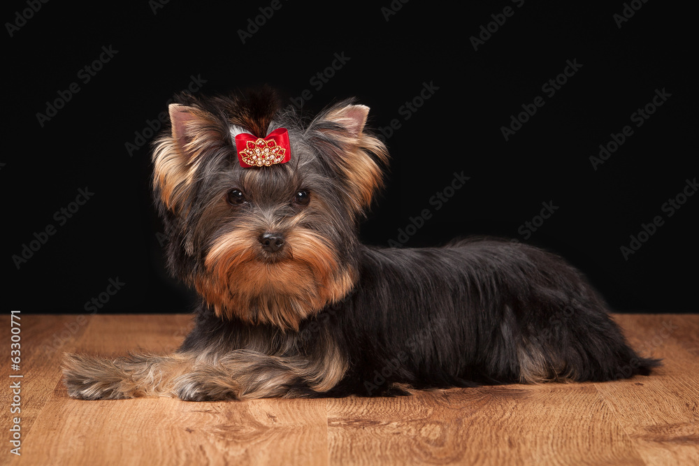 yorkie puppy on table with wooden texture yorkie puppy on table with wooden texture
