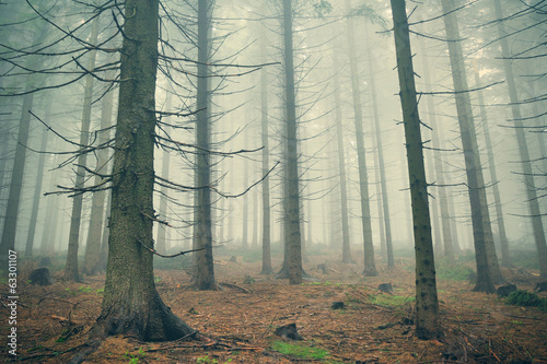 Scary mountain forest in dense fog