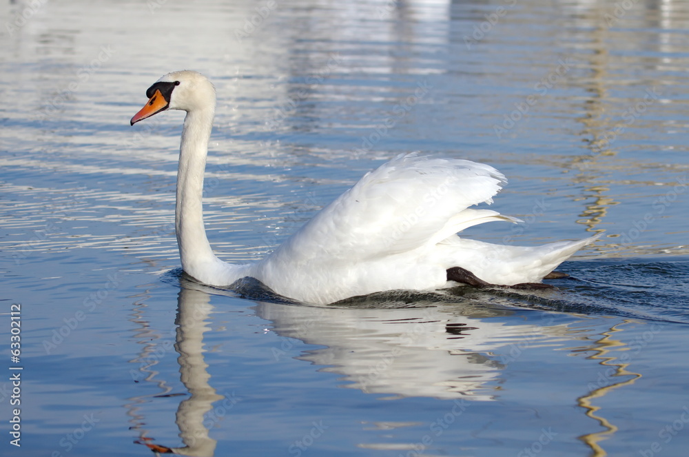 Obraz premium Mute swan with open wings