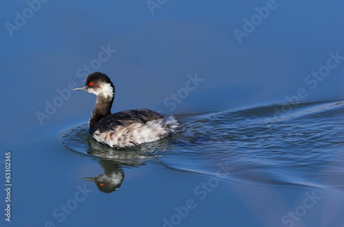 Podiceps nigricollis - Zampullin