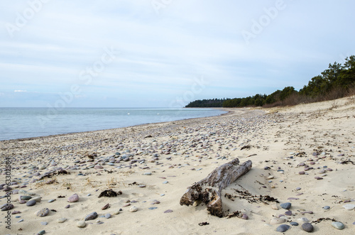 Driftwood at a sandy bay