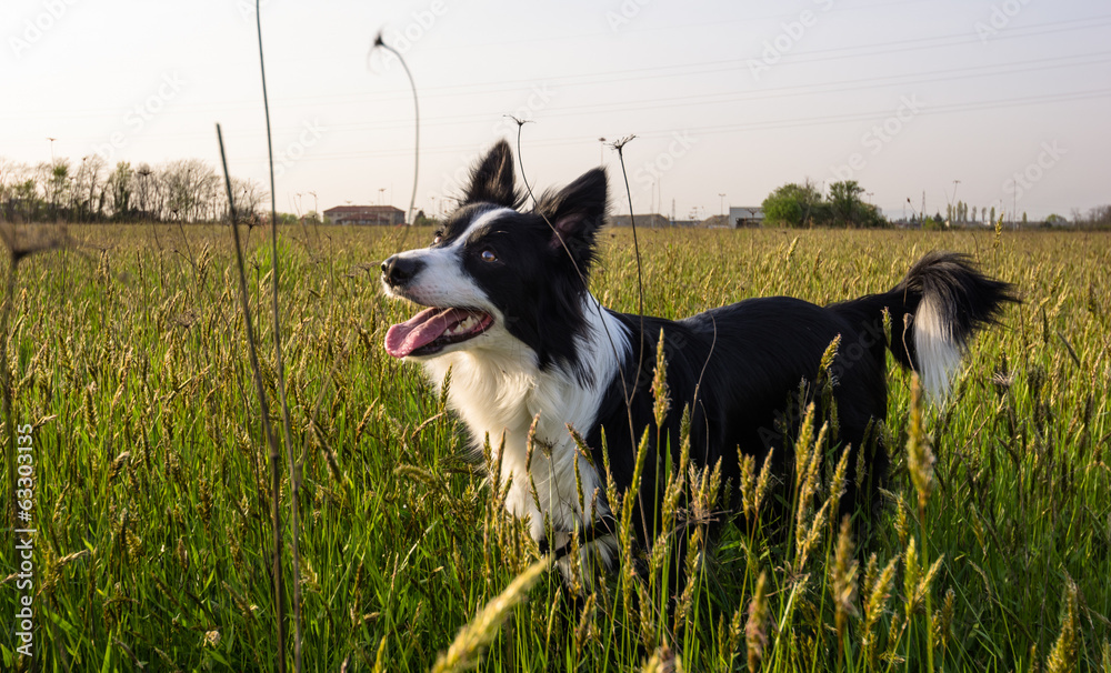 Fototapeta premium border collie in the nature
