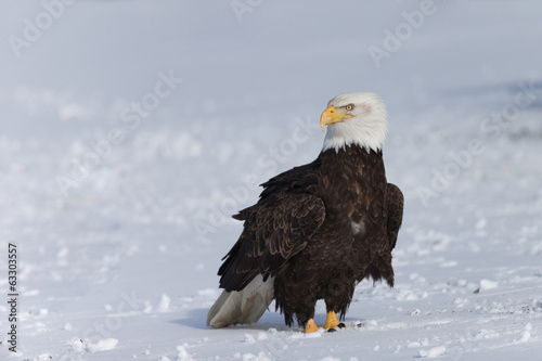 Bald Eagle on snow covered ground