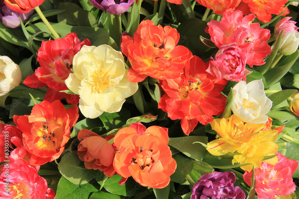 Fototapeta premium Multicolored tulip bouquet