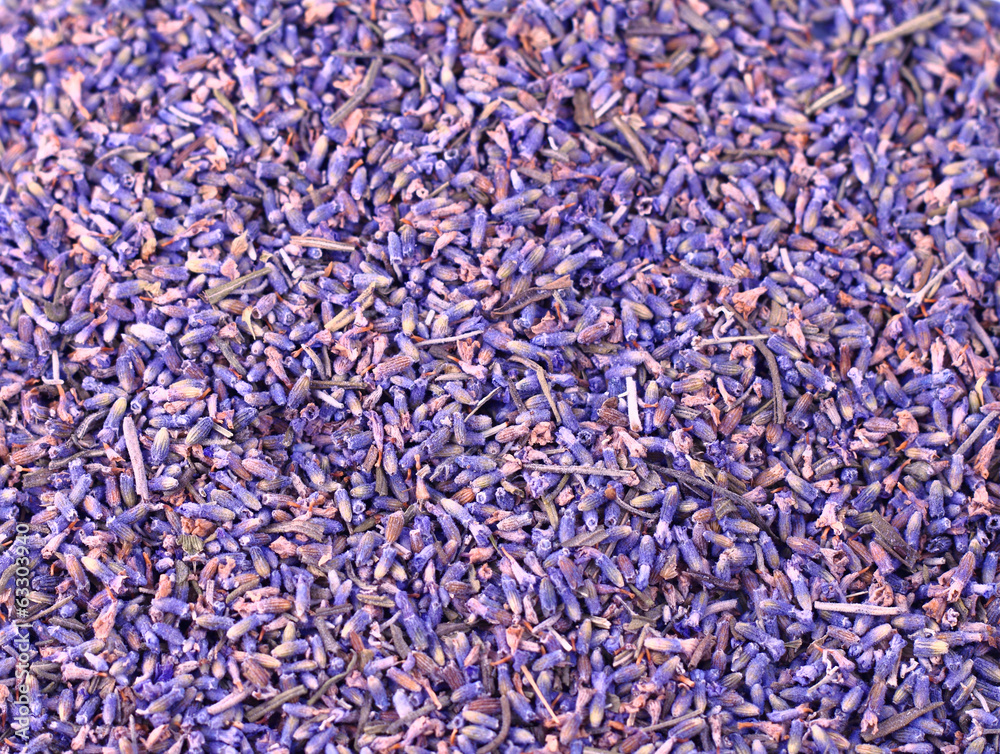 Obraz premium Purple lavender