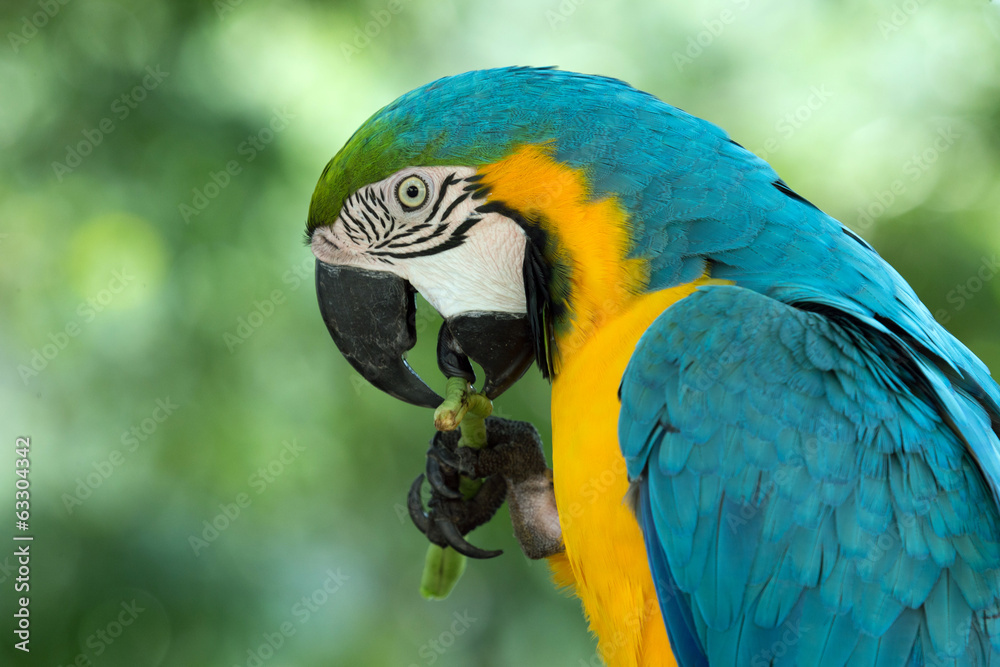 macaw macaw