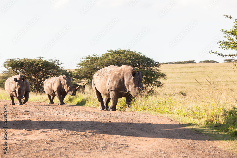 Rhinos Wildlife Africa
