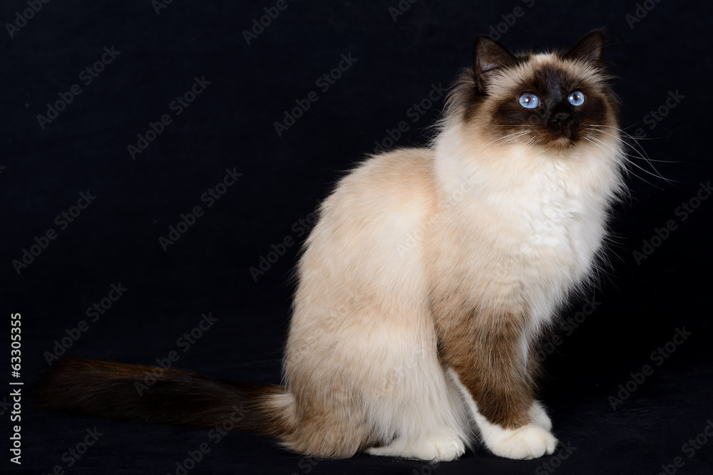 portrait de chats birman portrait de chats birman