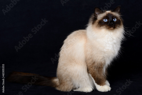 Fototapeta Naklejka Na Ścianę i Meble -  portrait de chats birman