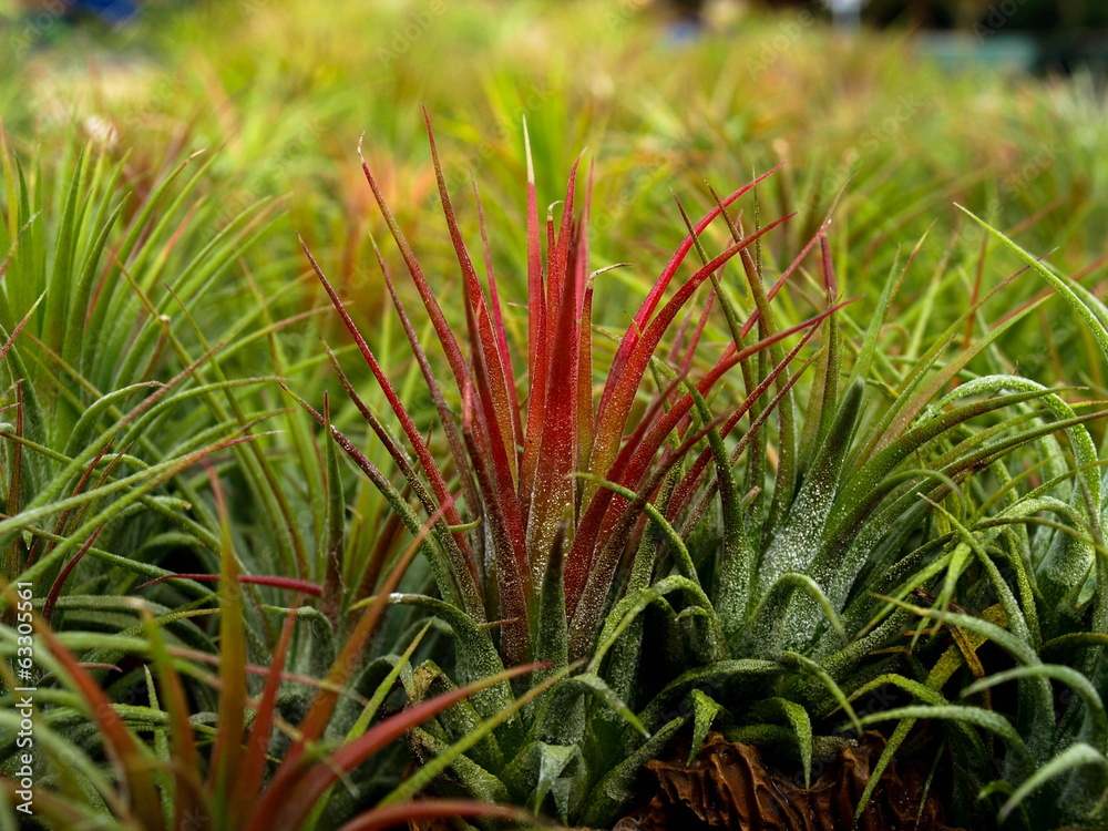 Obraz premium Air Plant-1
