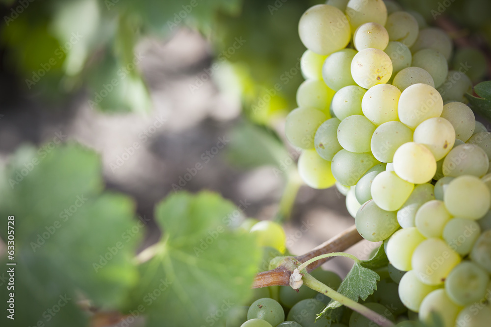Lush White Grape Bushels Vineyard in The Morning Sun Lush White Grape Bushels Vineyard in The Morning Sun