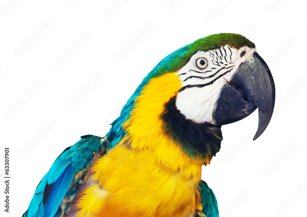 Head of  macaw over white background