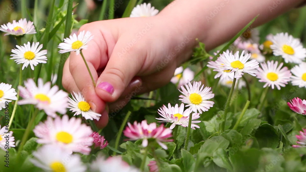 Little girl picking daisies for a bouquet, closeup Little girl picking daisies for a bouquet, closeup