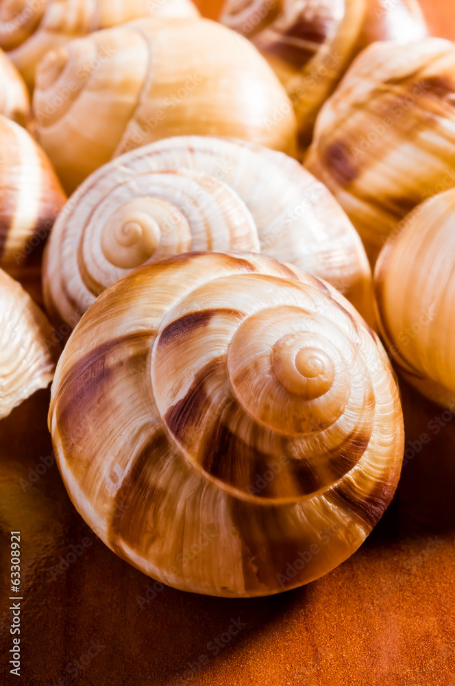Group of snail shells, escargots de Bourgogne, under the sunlight Group of snail shells, escargots de Bourgogne, under the sunlight
