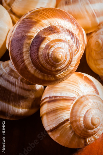 Group of snail shells, escargots de Bourgogne, under the sunlight