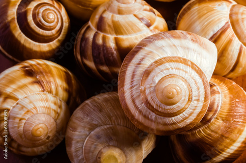 Group of snail shells  escargots de Bourgogne  under the sunlight