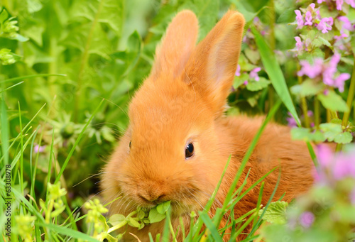 Baby bunny eat in spring grass