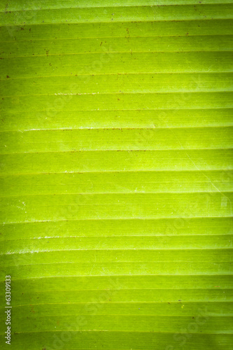 Green palm leaf background with vignette effect