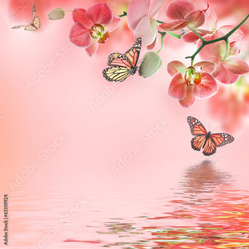 Fototapeta Naklejka Na Ścianę i Meble -  Floral background of tropical orchids and  butterfly