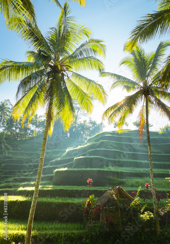 Rizière en terrasse, Bali, Indonésie