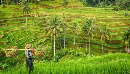 Wandcirkels Bali Groene rijstterrassen op Bali Indonesië  © asab974