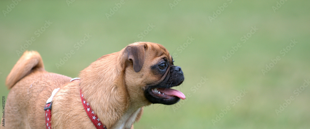 jug puppy dog