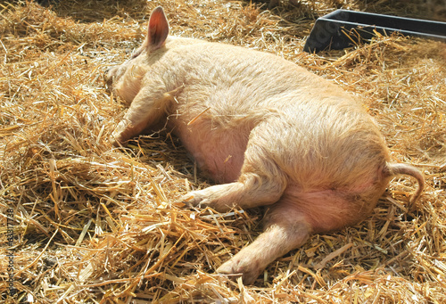 little piglet sleeping on fresh straw