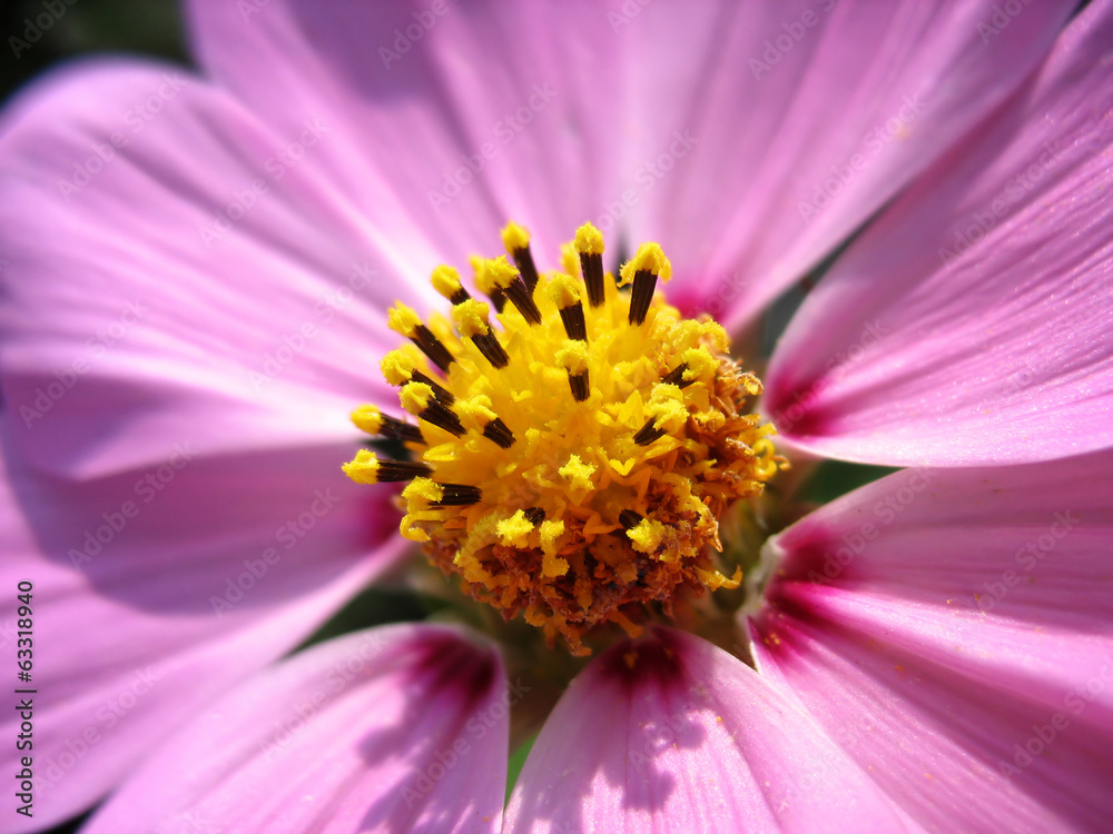 Close up of pink cosmos stamens