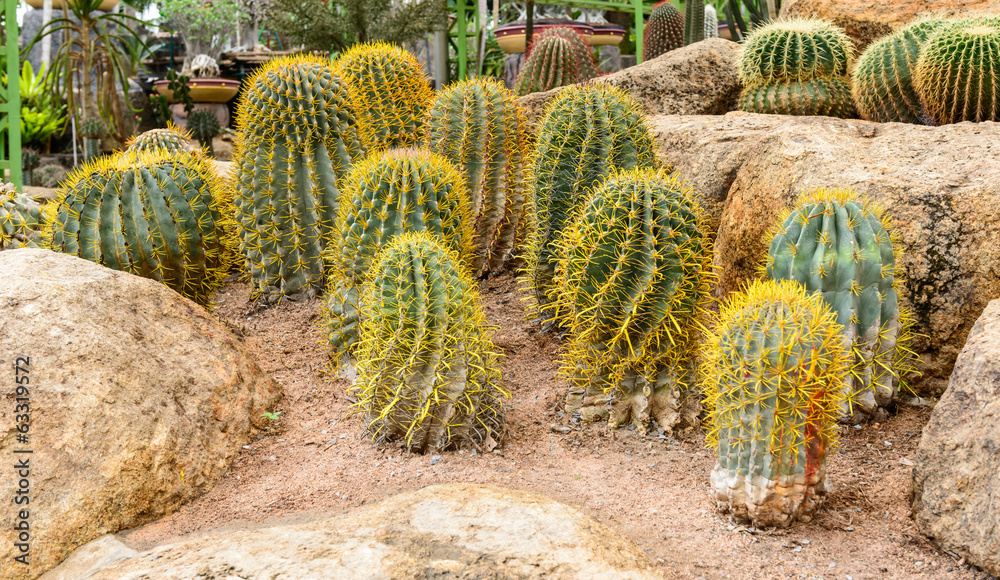 golden ball cactus golden ball cactus