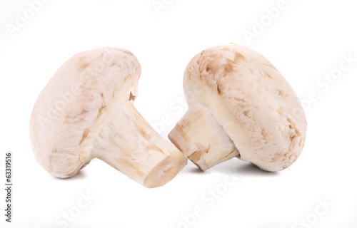 Two white mushrooms close up.