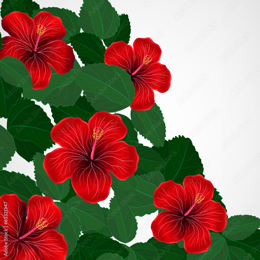 Floral design background. Hibiscus flowers.