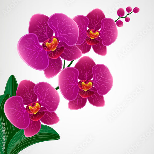 Floral design background. Orchid flowers.