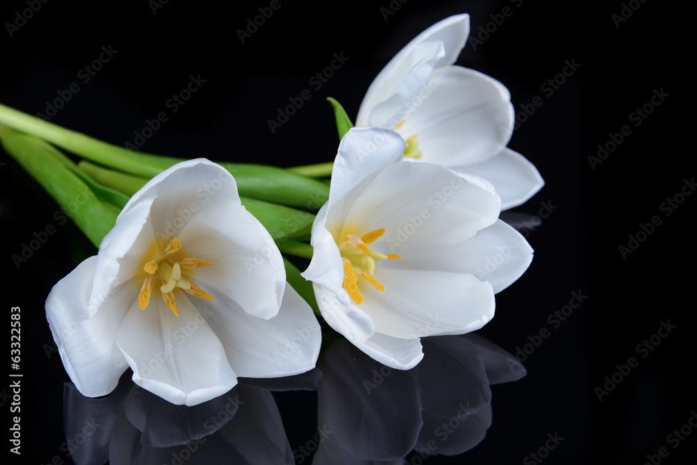 Beautiful bouquet of white tulips isolated on black - obrazy, fototapety, plakaty 