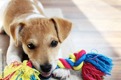 Jack Russell Welpe mit Spielzeug photo