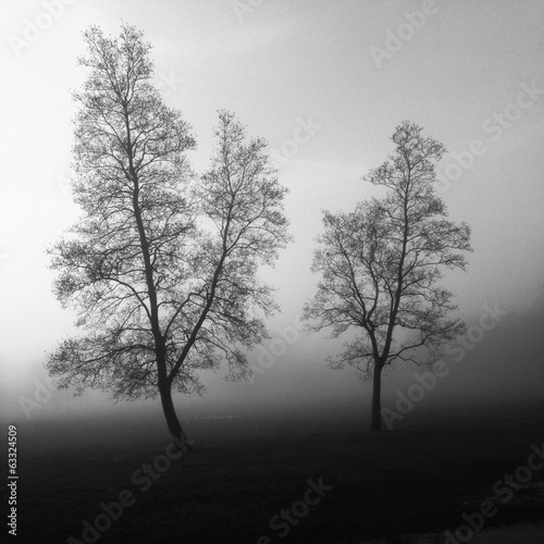 pair of trees in fog