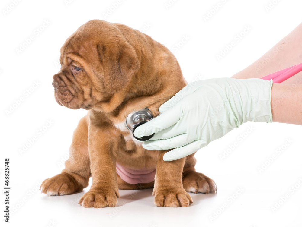 Obraz premium veterinary care