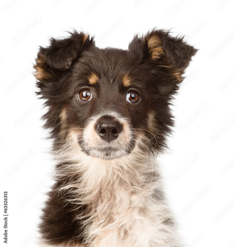 portrait mixed breed dog. isolated on white background